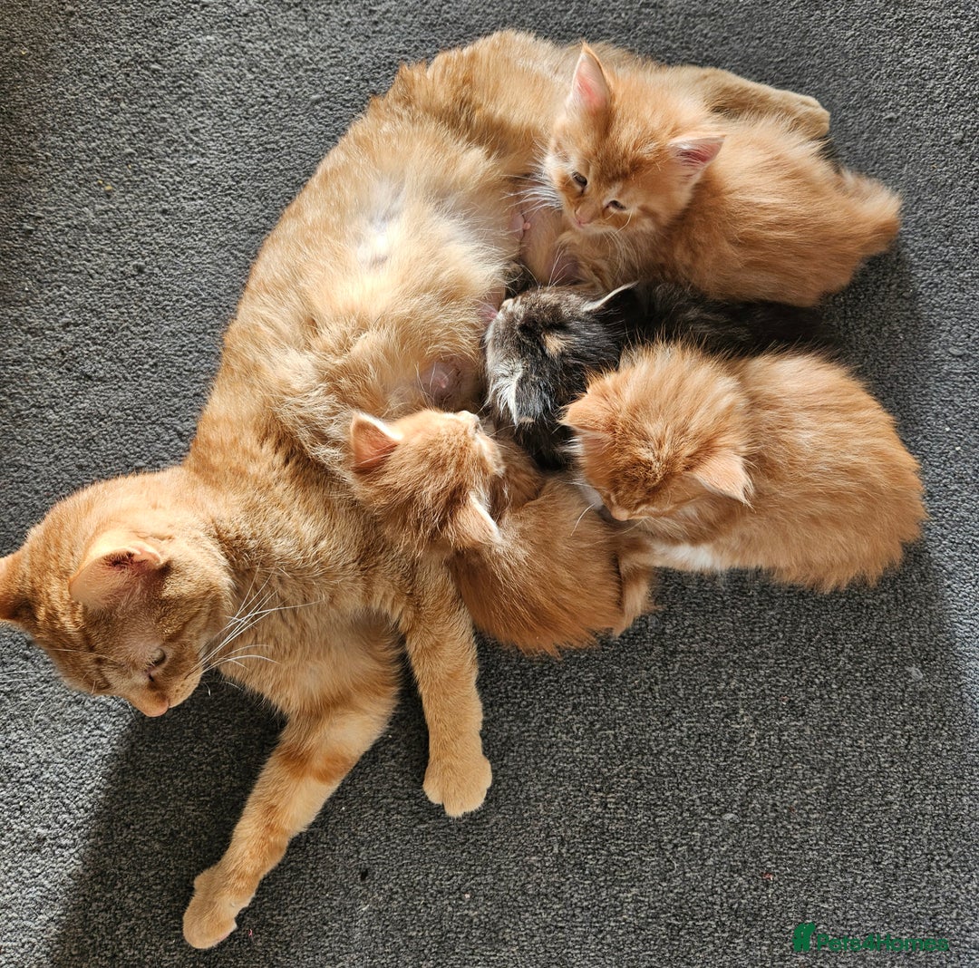 Mixed Breed cats for sale: Beautiful ginger mix long hair maine coon kittens - Advert 4