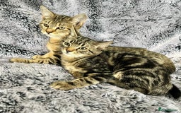 Mixed Breed cats for sale: Kittens  - Image 3