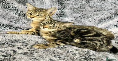 Mixed Breed cats Kittens  - Advert 16