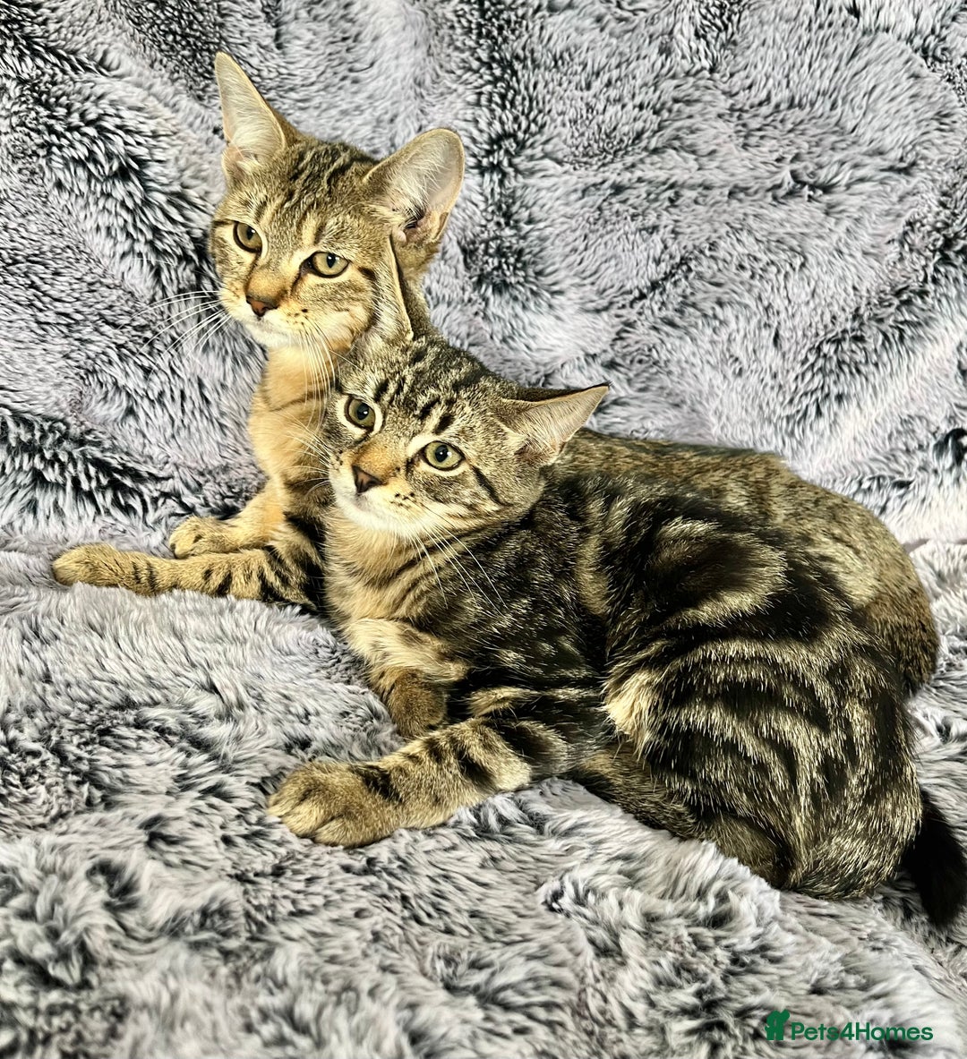 Mixed Breed cats for sale: Kittens  - Image 3