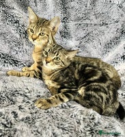 Mixed Breed cats Kittens - Advert 6