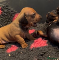 Dachshund dogs - Advert 6