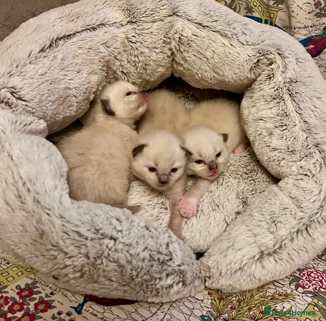 Ragdoll cats for sale: Ragdoll Kittens - Image 3