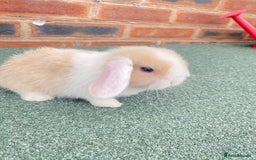 Mini Lop rabbits for sale: Adorable Mini Lop Baby Rabbits Healthy & Friendly - Image 3