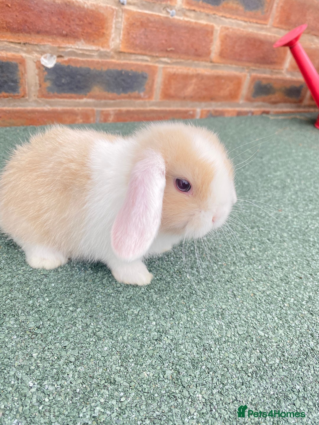 Mini Lop rabbits for sale: Adorable Mini Lop Baby Rabbits Healthy & Friendly - Image 3