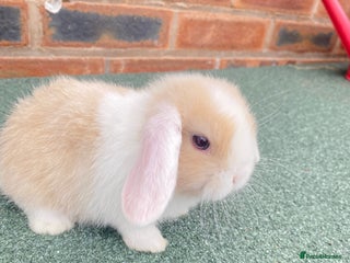 Mini Lop rabbits - Advert 33