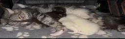 Maine Coon cats for sale: Outstanding pedigree kittens - Advert 9