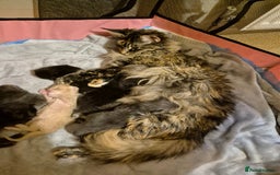 Maine Coon cats for sale: 5 week old Pure Bred Maine Coons for sale. - Image 20