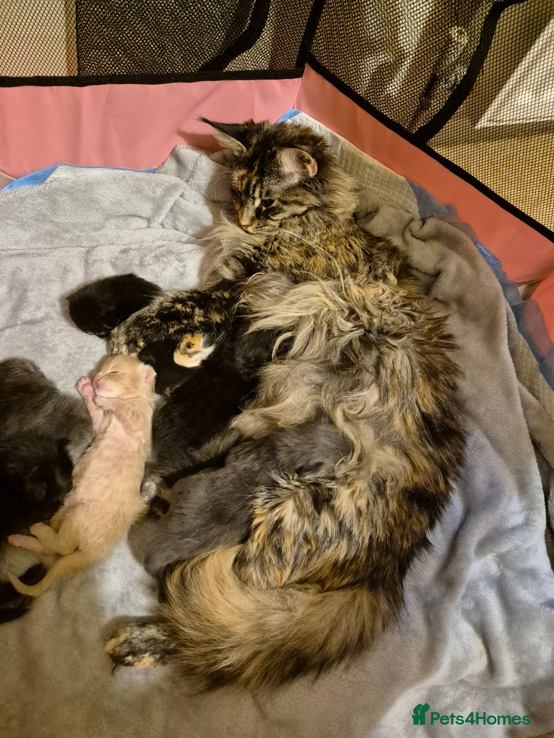 Maine Coon cats for sale: 5 week old Pure Bred Maine Coons for sale. - Image 20