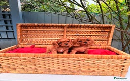 Cavalier King Charles Spaniel dogs for sale: Quality KC Health Tested Ruby CKCS Pups For  Sale - Image 11