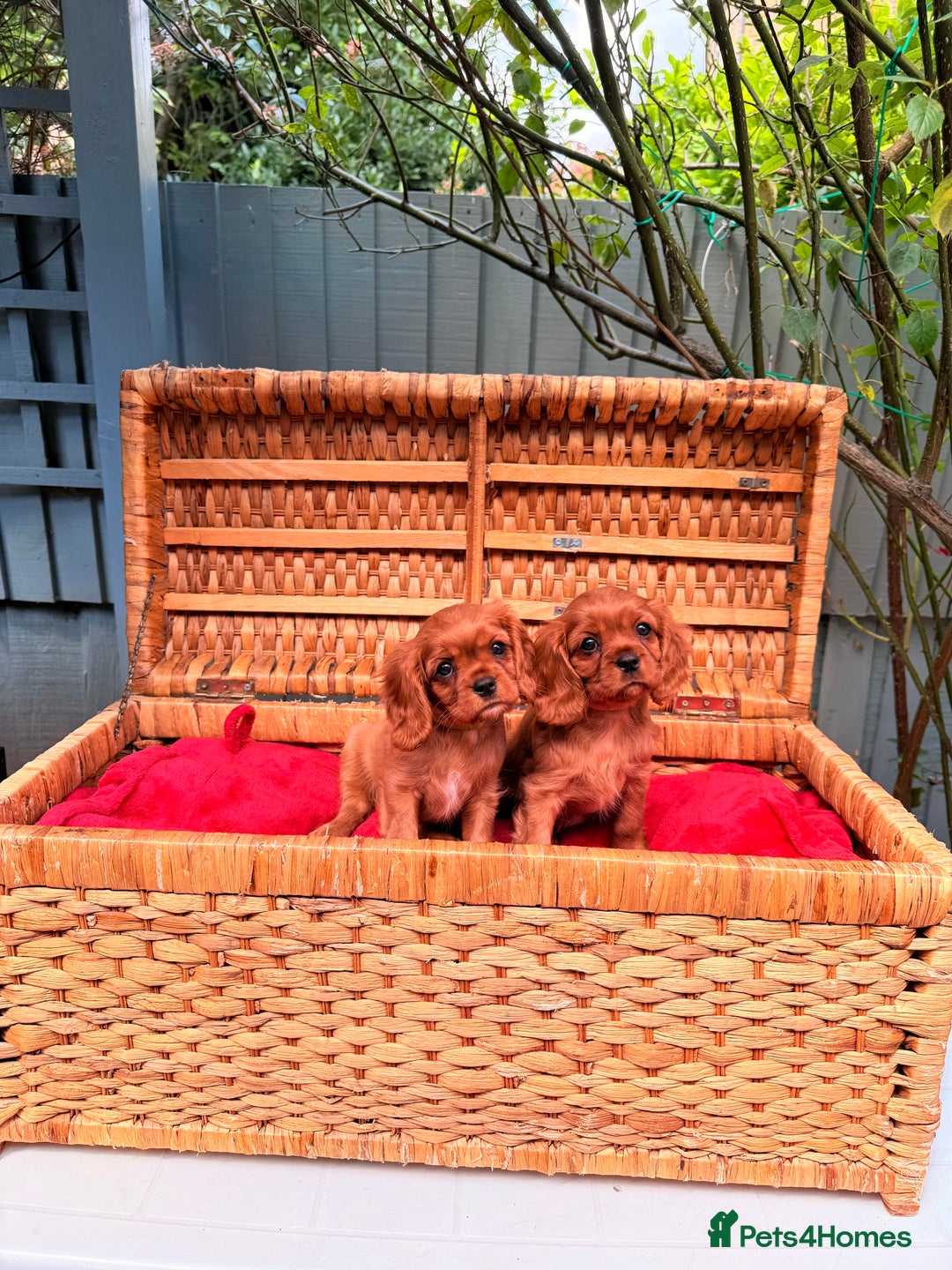 Cavalier King Charles Spaniel dogs for sale: Quality KC Health Tested Ruby CKCS Pups For  Sale - Image 11