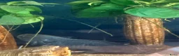 Axolotl reptiles for sale: 2 axolotls and full tank set up in Barnsley - Advert 7
