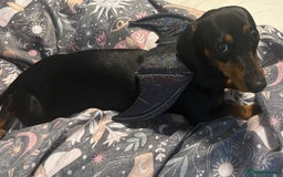 Miniature Dachshund dogs for sale: Miniature Sausages 🌭 - Image 7