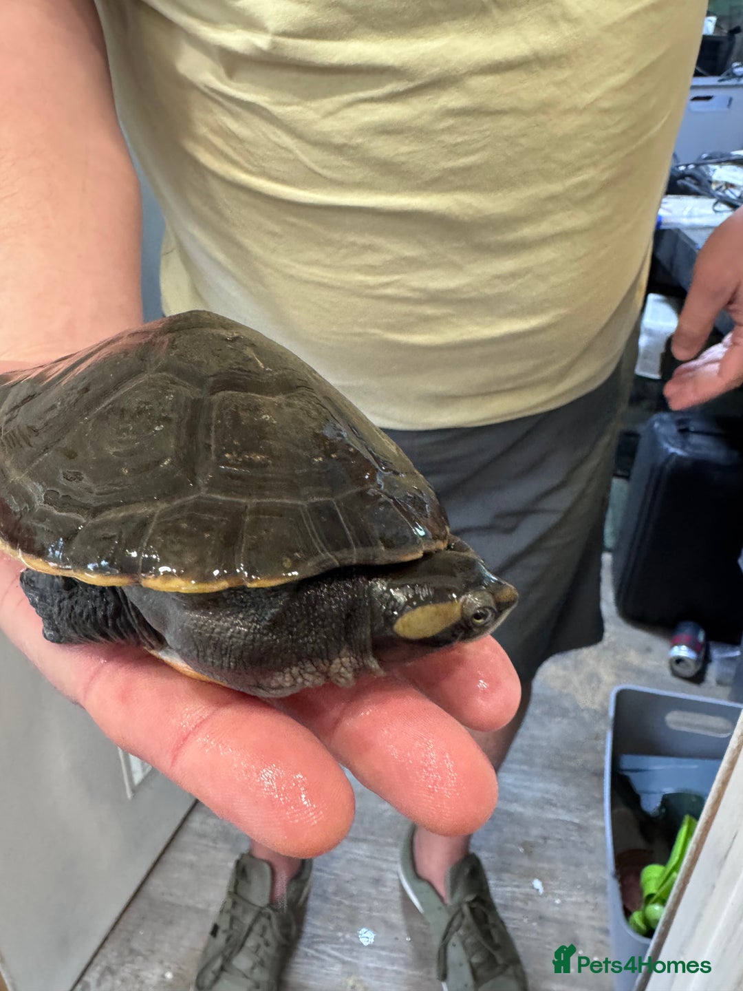 Turtle reptiles for sale: Pink Bellied Side-Neck Turtles - Advert 5