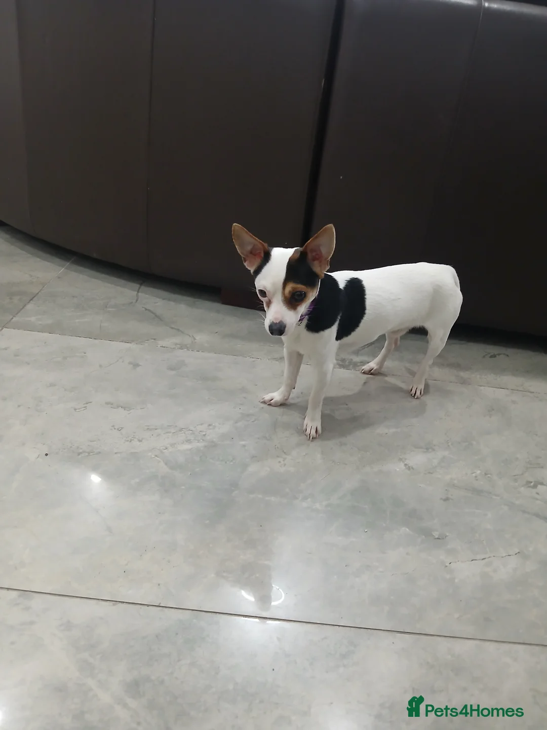 Chihuahua dogs for sale: Chihuahua short coat male Tiny needs new home - Advert 6
