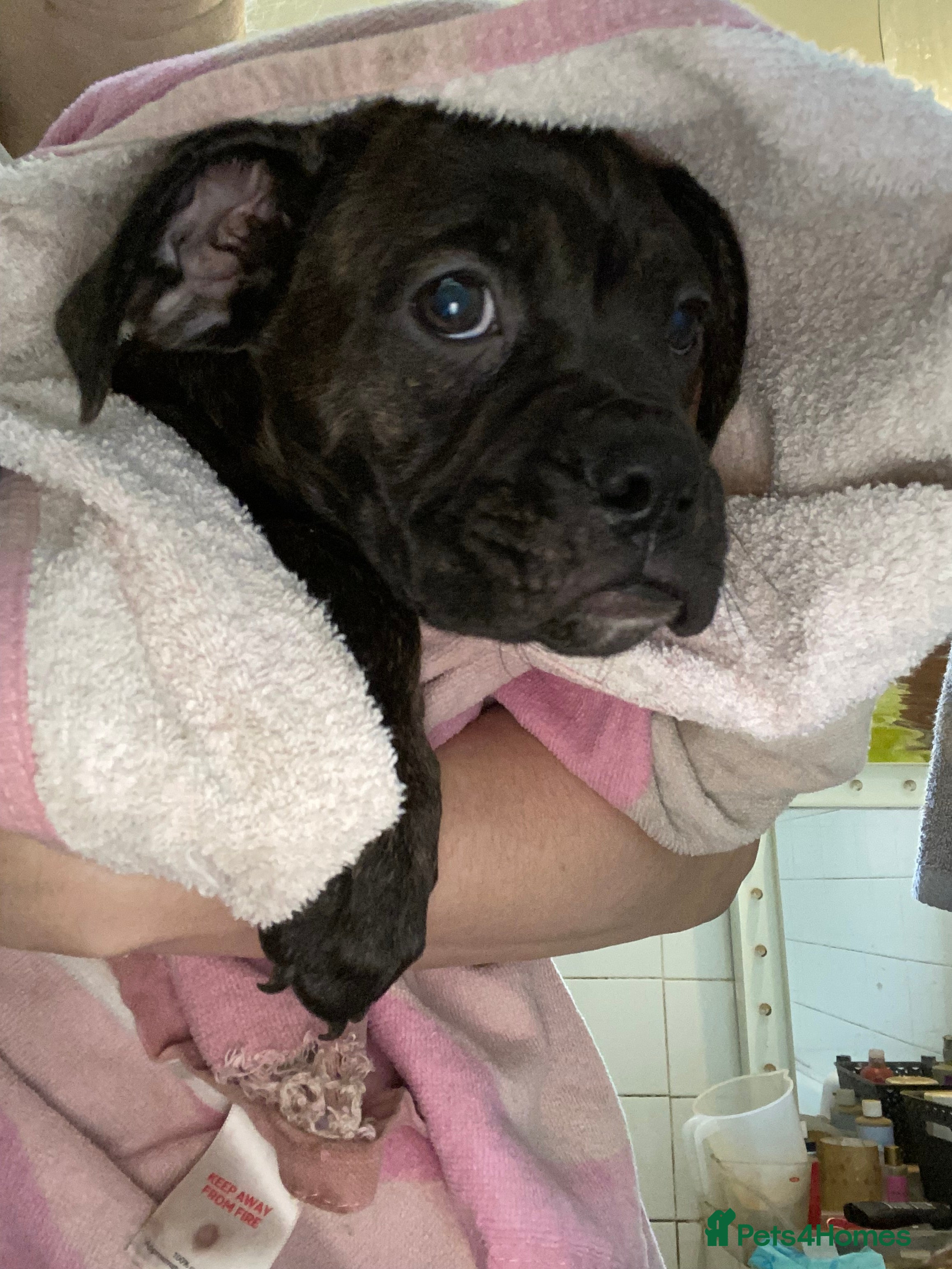 Mixed Breed dogs 🐾Reduced!!!! £900 Boxer! Last little boy 🐶🧬 - Advert 6