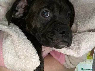 Mixed Breed dogs 🐾Reduced!!!! £900 Boxer! Last little boy 🐶🧬 - Advert 6