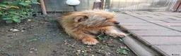 Mixed Breed dogs for adoption: 🐾💛 ARISA – The Little Dog Nobody Stopped For💛🐾 - Advert 6