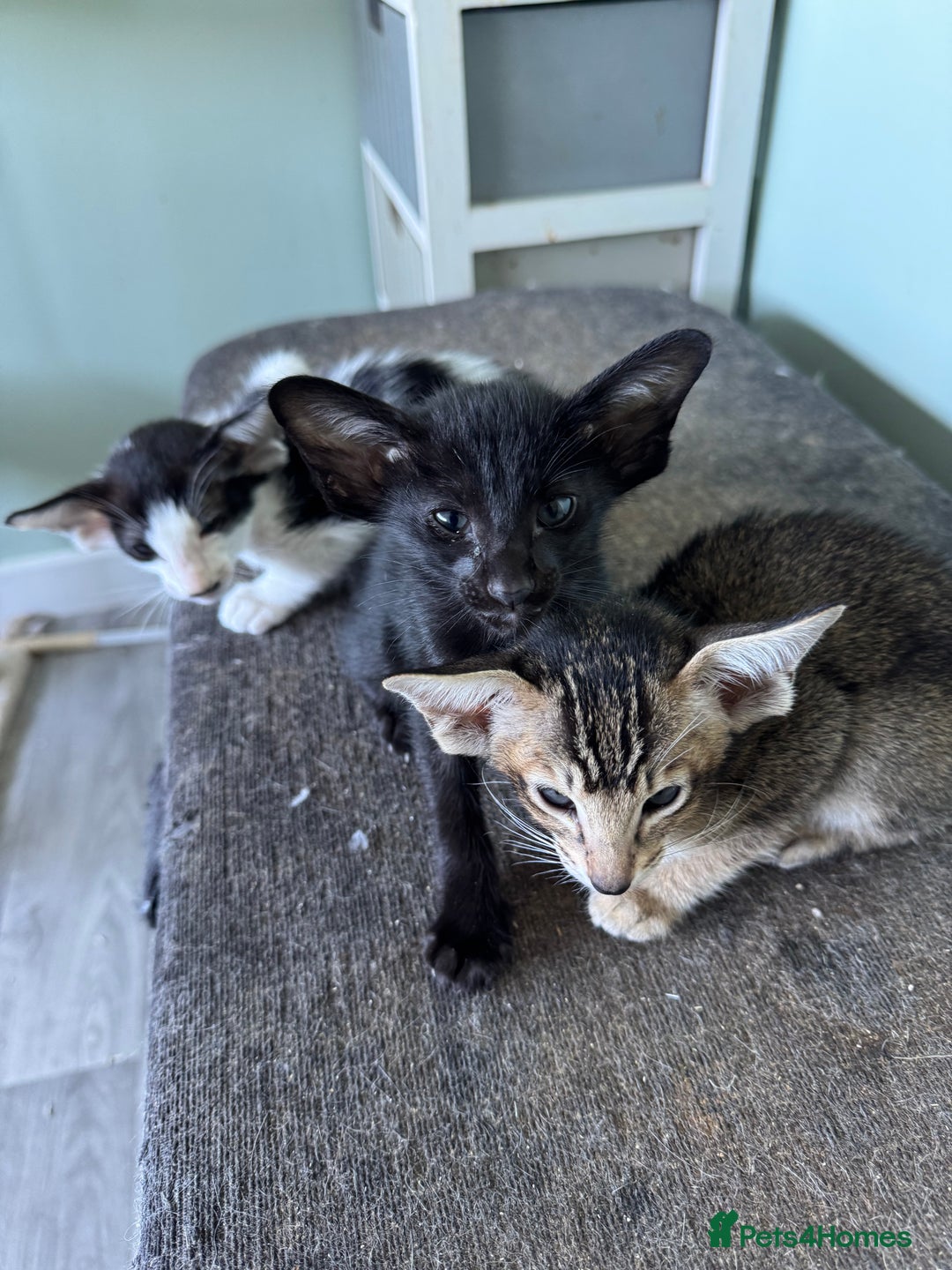 Oriental cats for sale: Pedigree Oriental Kittens  - Image 11