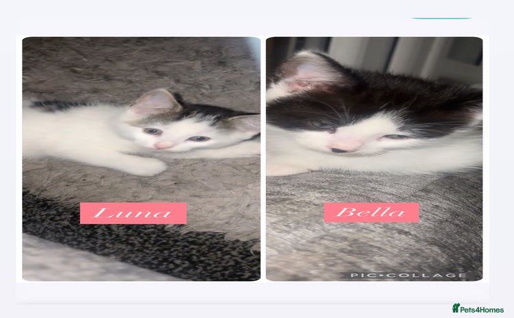 Mixed Breed cats female kittens  - Advert 15