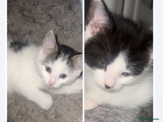 Mixed Breed cats female kittens - Advert 13