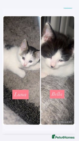 Mixed Breed cats female kittens - Advert 15