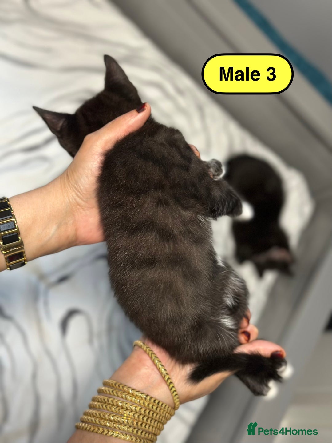 Bengal cats for sale: Gorgeous Bengal X Kittens!! - Image 16
