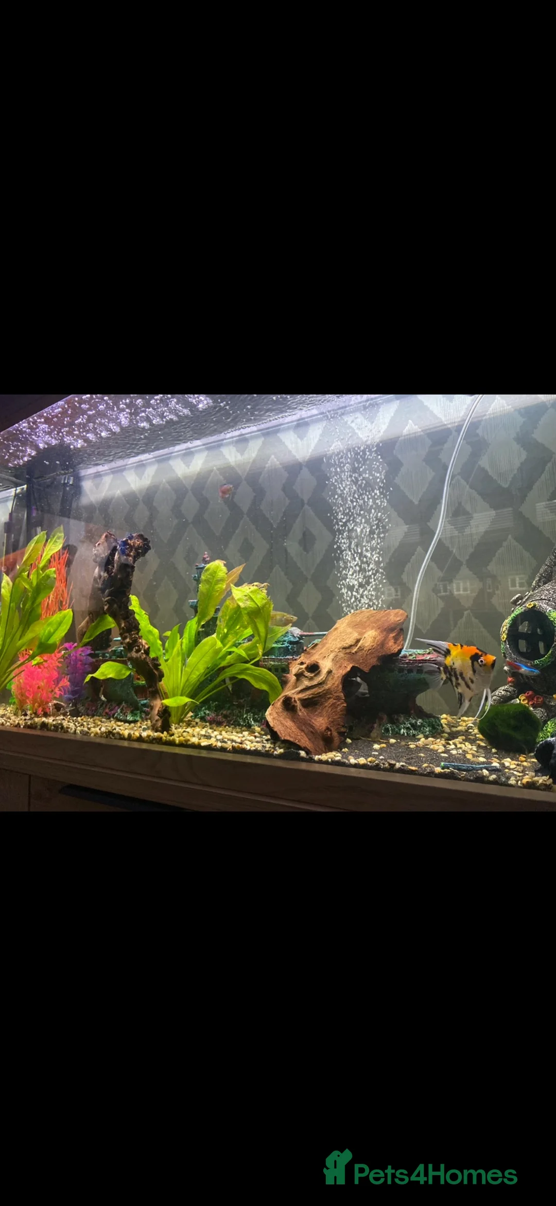 Tetras fish for sale: Fish tank/ aquarium set up in Shrewsbury - Advert 2