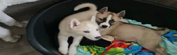 Huskita dogs for sale: Puppies for sale - Advert 20