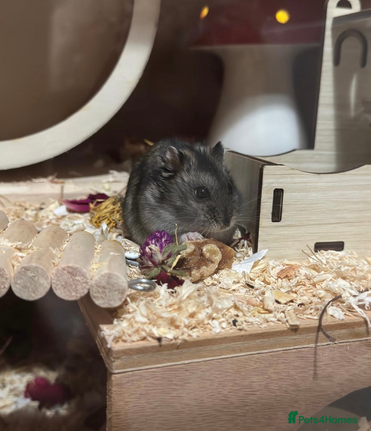 Hamster rodents Dwarf hamster  - Advert 1