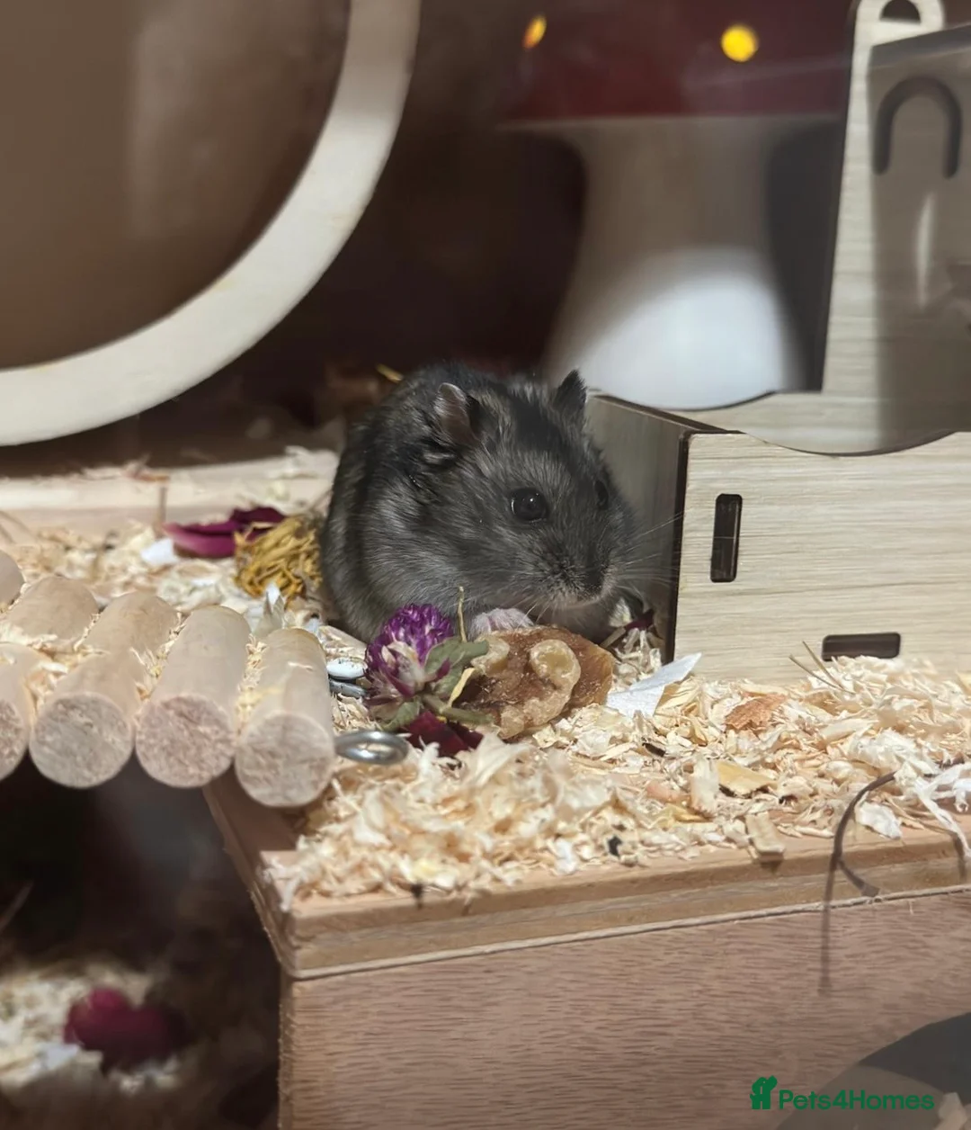 Hamster rodents for sale: Dwarf hamster  in Stockport - Advert 1