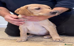 Labrador Retriever dogs for sale: 🩷Two Girls🩷 Fully Vaccinated-KC Labrador Puppies in Launceston - Image 2