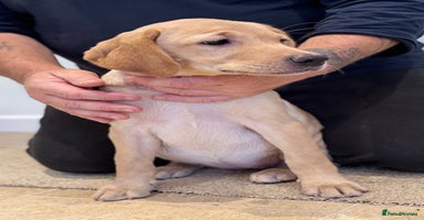 Labrador Retriever dogs in Launceston - Advert 2