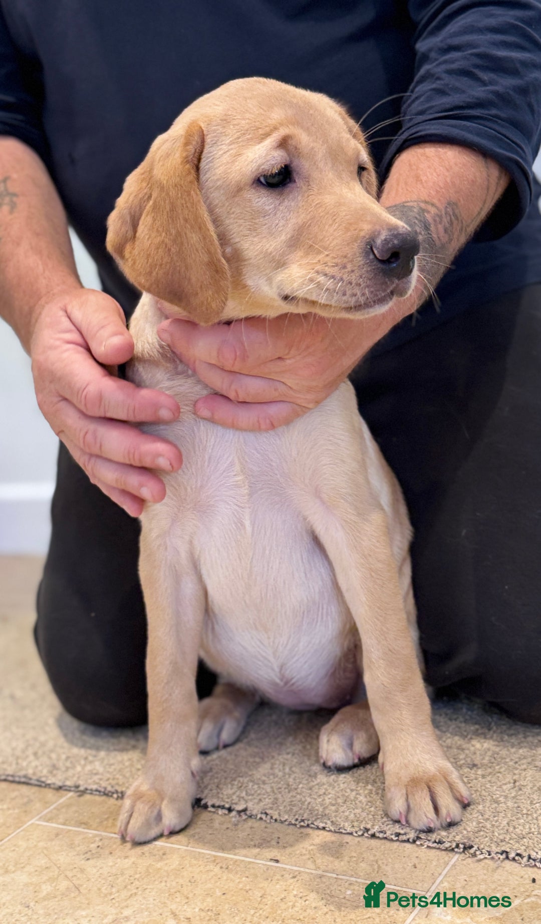 Labrador Retriever dogs for sale: 🩷Two Girls🩷 Fully Vaccinated-KC Labrador Puppies in Launceston - Image 2