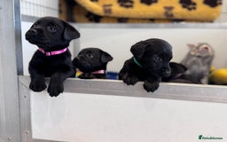 Labrador Retriever dogs for sale: Gorgeous KC Registered Labrador Retriever Puppies - Image 9