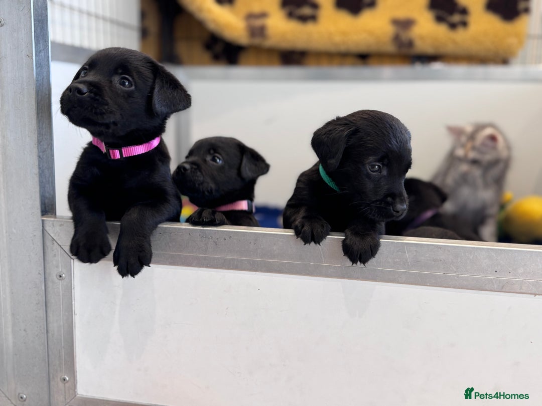Labrador Retriever dogs for sale: Gorgeous KC Registered Labrador Retriever Puppies - Image 9
