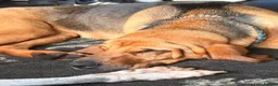 Bloodhound dogs for sale: Bloodhound Female  - Advert 2