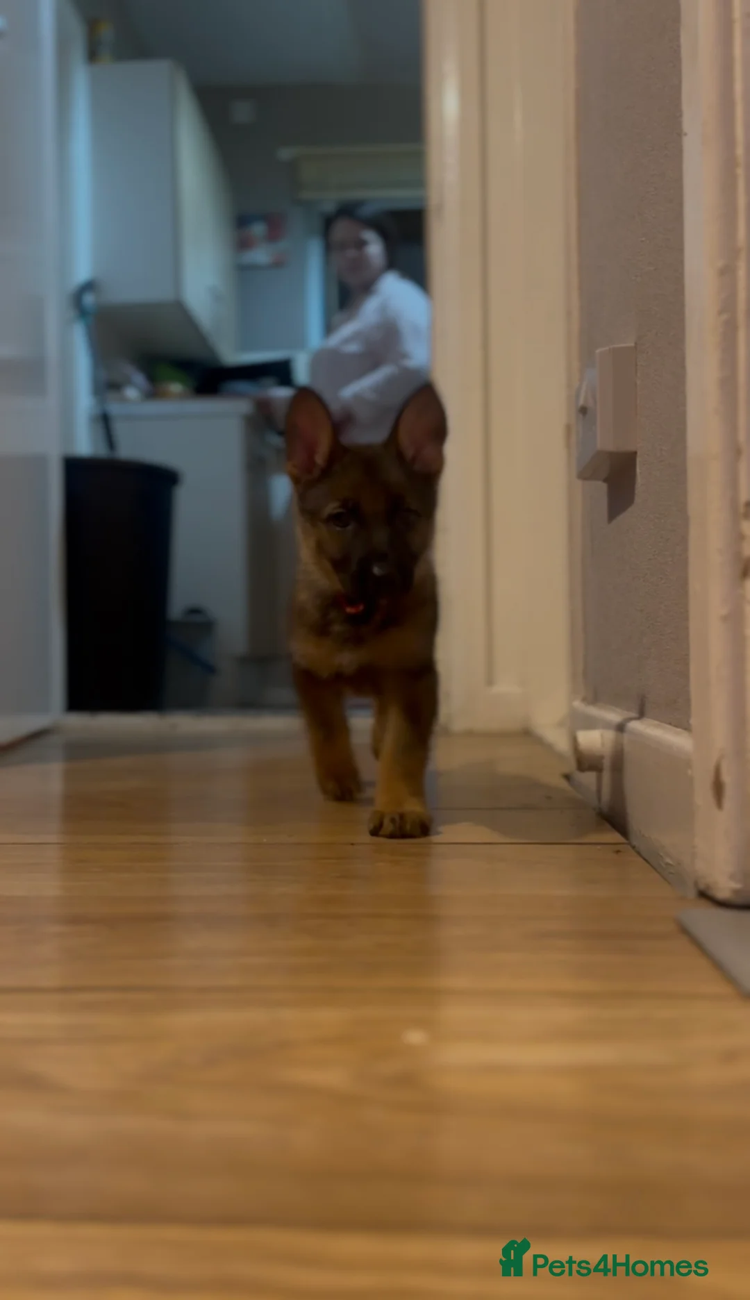 German Shepherd dogs for sale: Winnie - Advert 3