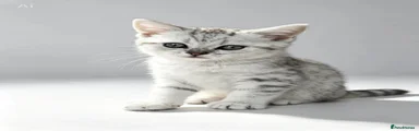 British Shorthair 1