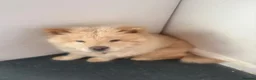 Chow Chow dogs for sale: Chow chow puppy in Newcastle upon Tyne - Advert 3