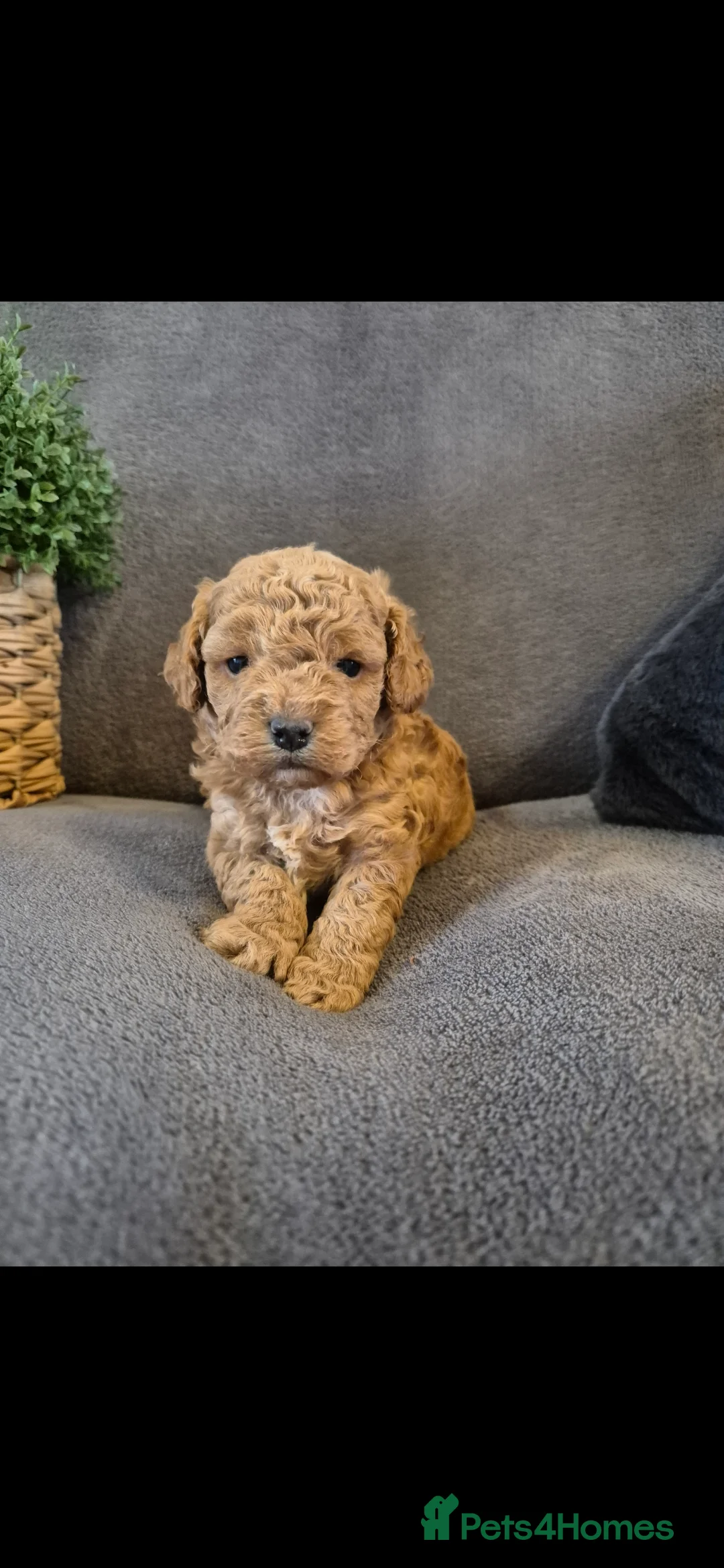 Cavapoo dogs for sale: Beautiful F1B Cavapoo Puppies - Advert 11
