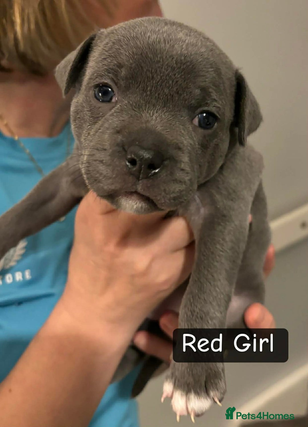 Staffordshire Bull Terrier dogs for sale: Staffordshire bull terrier puppies - Advert 5