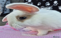 Mini Lion Lop rabbits for sale: Mini lion lops - Image 2