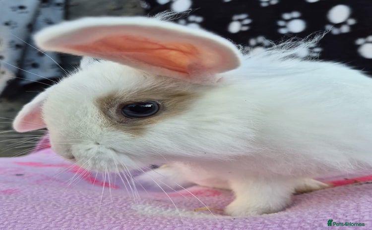 Mini Lion Lop rabbits for sale - Advert 1