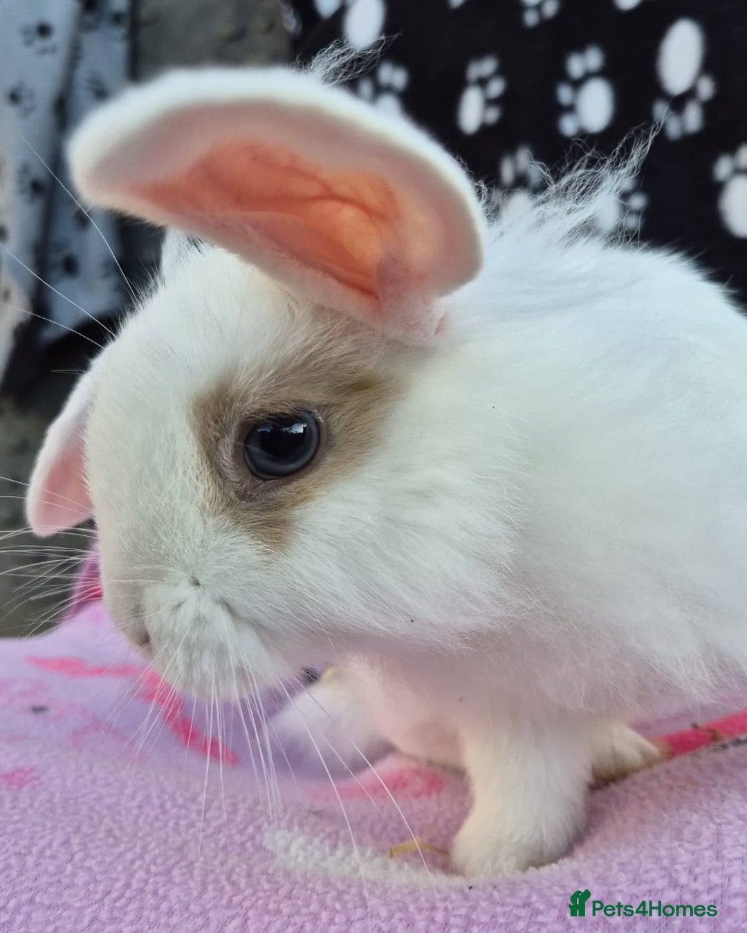 Mini Lion Lop rabbits for sale: Mini lion lops - Image 2