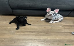 French Bulldog dogs for sale: Merle French bulldog  - Advert 8