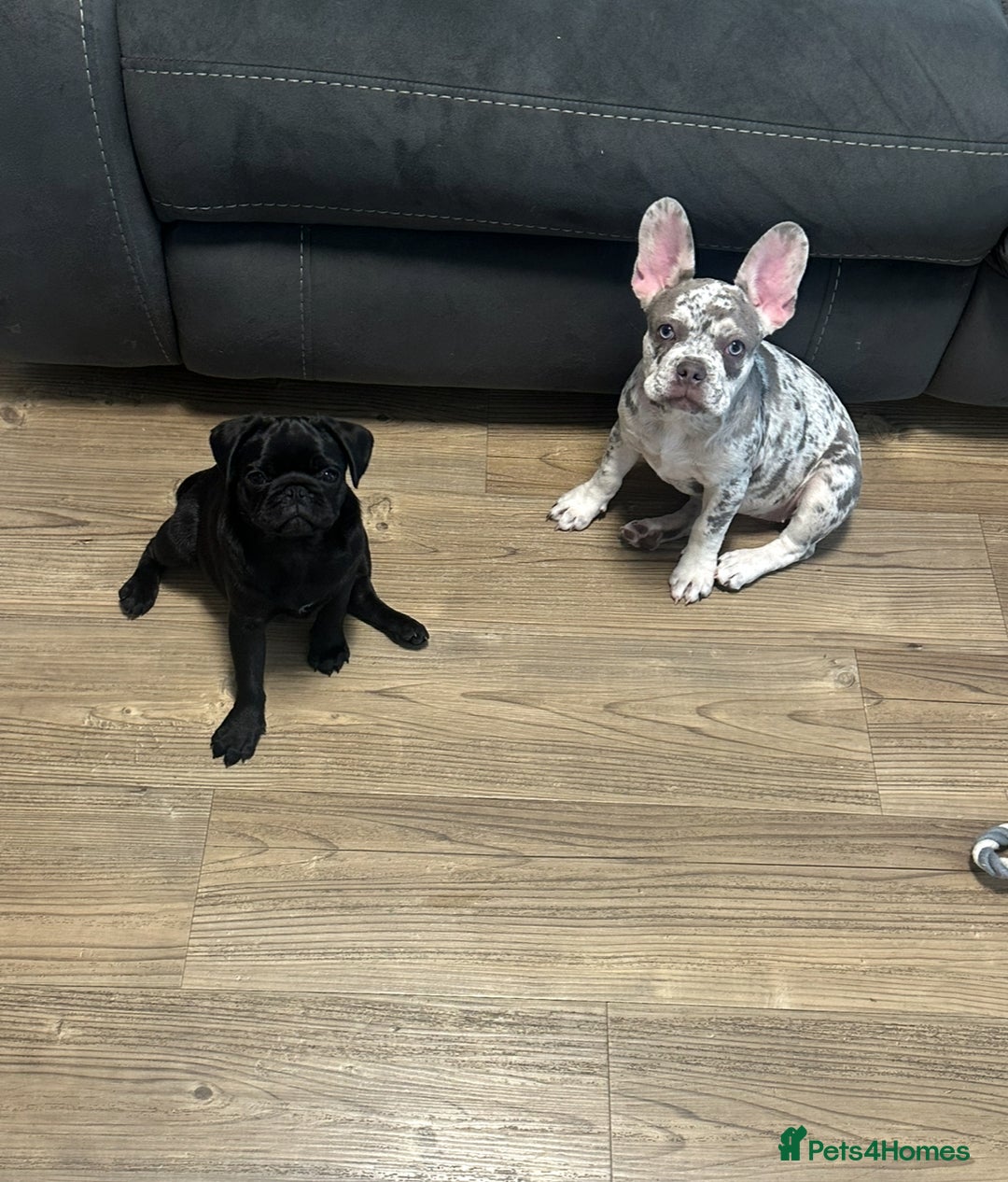 French Bulldog dogs for sale: Merle French bulldog  - Advert 8