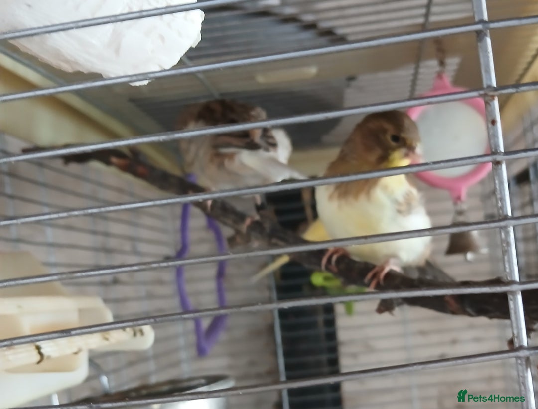 Canaries birds for sale: Canaries x5 Canaries  - Image 14