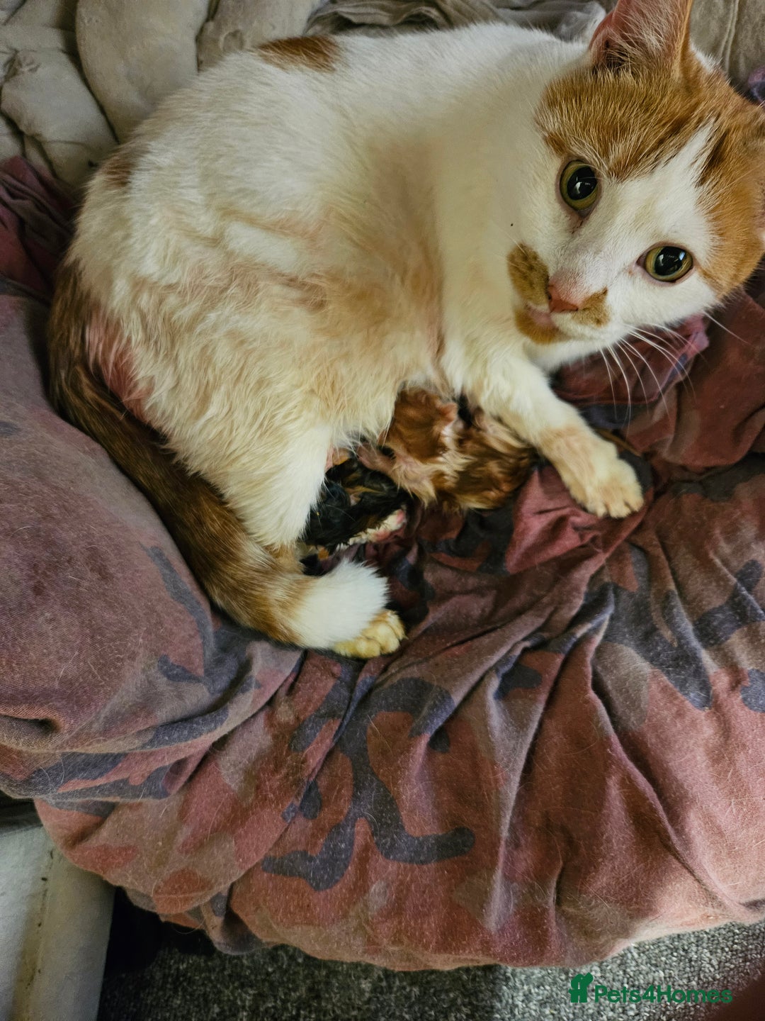 British Shorthair cats for sale: 5 male kittens - Image 6