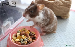 Hamster rodents for sale: Syrian Hamsters - various ages and cage - Image 4